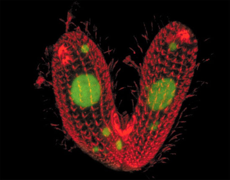 Tetrahymena thermophila là một trong những sinh vật có bí ẩn giới tính khiến các nhà khoa học tò mò nhất.